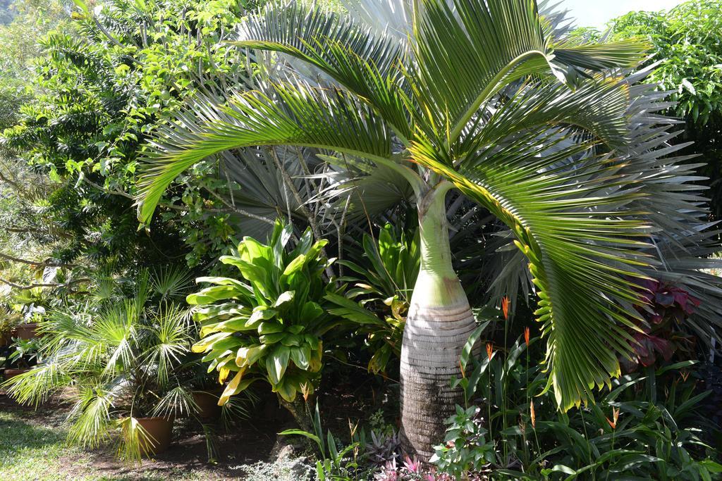 Pension De Famille Hiti Moana Villa Papara Exteriér fotografie